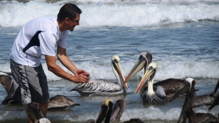 Pelicanos nas Praias - Equador